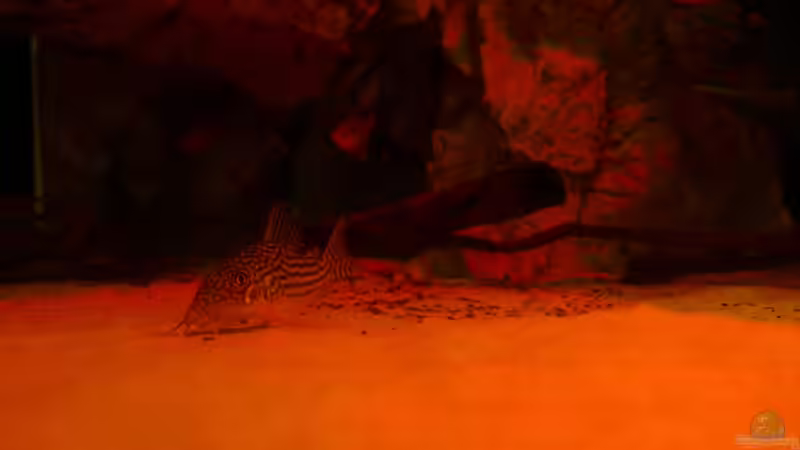 Besatz im Aquarium Gesellschafftsbecken Südamerika(nur noch als Bsp.) von Biffty (95)