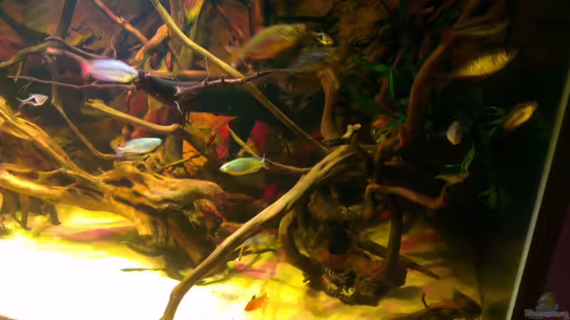 Besatz im Aquarium Gesellschafftsbecken Südamerika(nur noch als Bsp.) von Biffty (97)