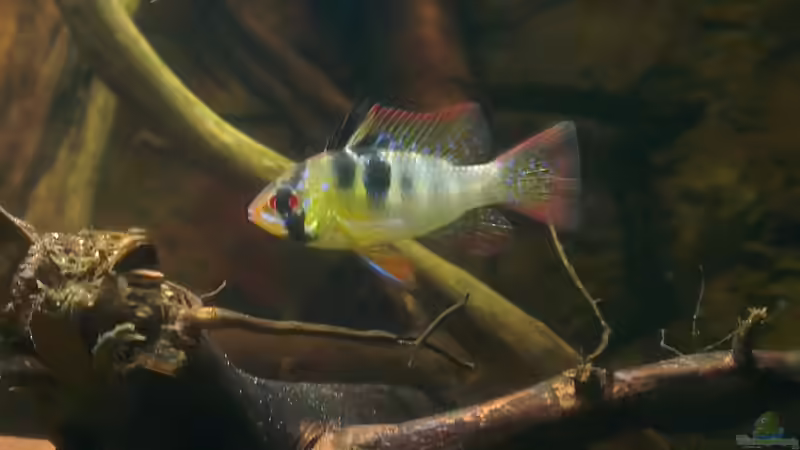 Besatz im Aquarium Gesellschafftsbecken Südamerika(nur noch als Bsp.) von Biffty (98)