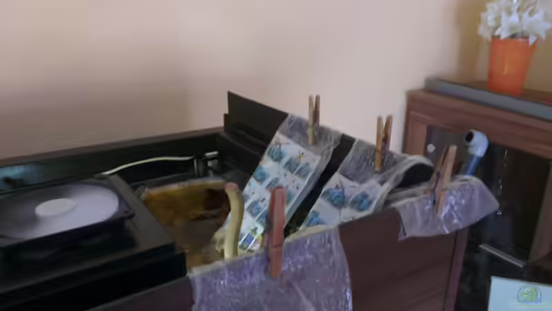 Besatz im Aquarium Gesellschafftsbecken Südamerika(nur noch als Bsp.) von Biffty (99)