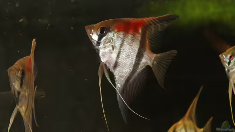 Besatz im Aquarium Gesellschaft 180 von Joel-Angus (13)