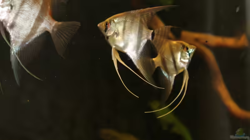 Besatz im Aquarium Gesellschaft 180 von Joel-Angus (14)