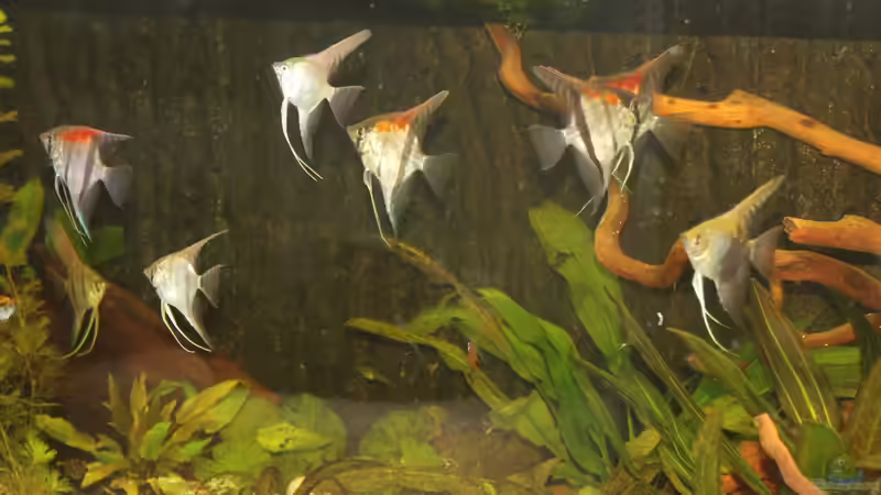 Besatz im Aquarium Gesellschaft 180 von Joel-Angus (15)