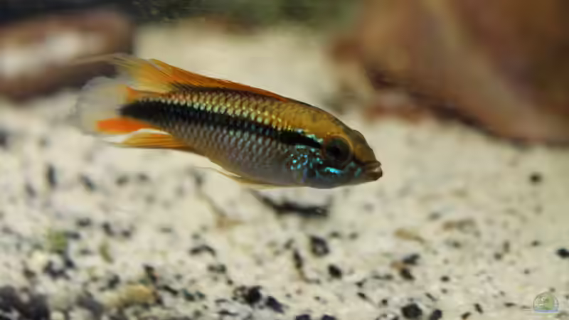 Besatz im Aquarium Gesellschaft 180 von Joel-Angus (16)