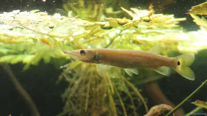 Besatz im Aquarium Gesellschaft 180 von Joel-Angus (18)