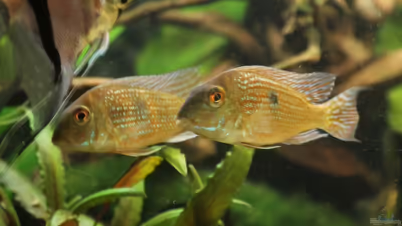 Besatz im Aquarium Gesellschaft 180 von Joel-Angus (19)