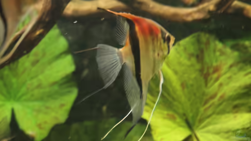 Besatz im Aquarium Gesellschaft 180 von Joel-Angus (21)