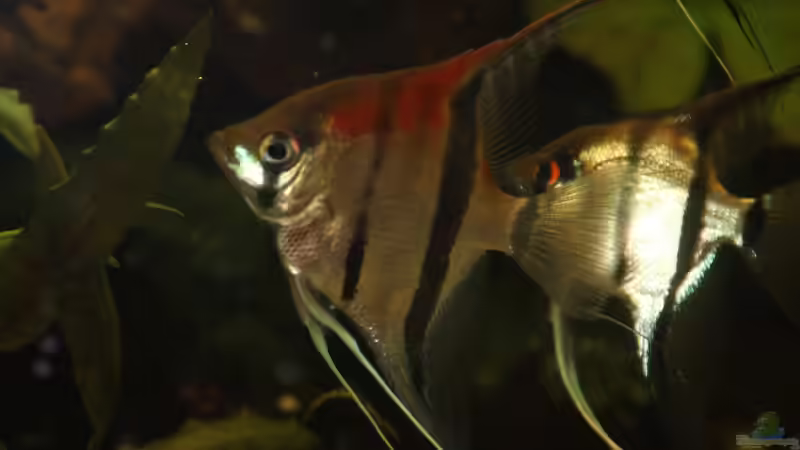 Besatz im Aquarium Gesellschaft 180 von Joel-Angus (22)