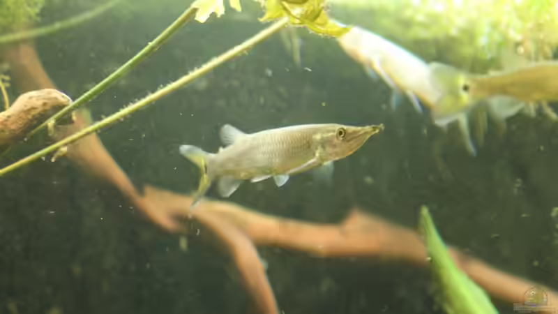 Besatz im Aquarium Gesellschaft 180 von Joel-Angus (23)