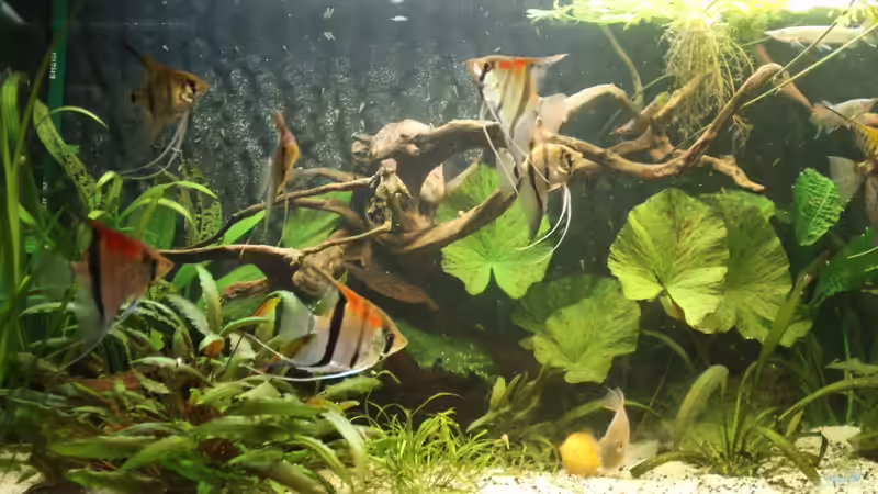 Besatz im Aquarium Gesellschaft 180 von Joel-Angus (24)