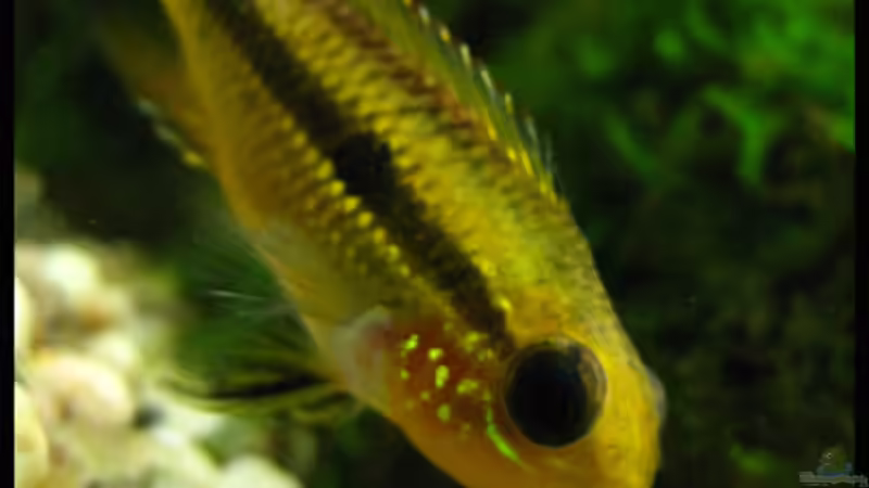 Besatz im Aquarium Gesellschaft auf 84l von schlagsahne (10)