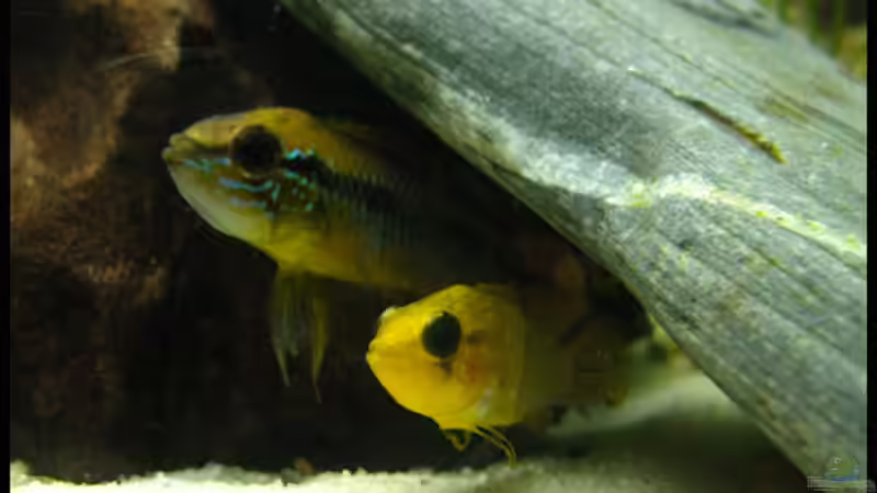 Besatz im Aquarium Gesellschaft auf 84l von schlagsahne (12)