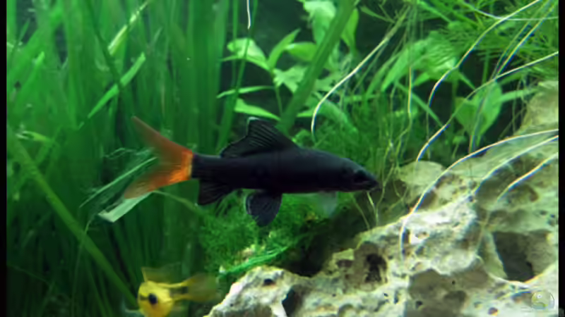 Besatz im Aquarium Gesellschaft auf 84l von schlagsahne (14)