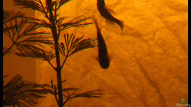 Besatz im Aquarium Gesellschaft auf 84l von schlagsahne (15)