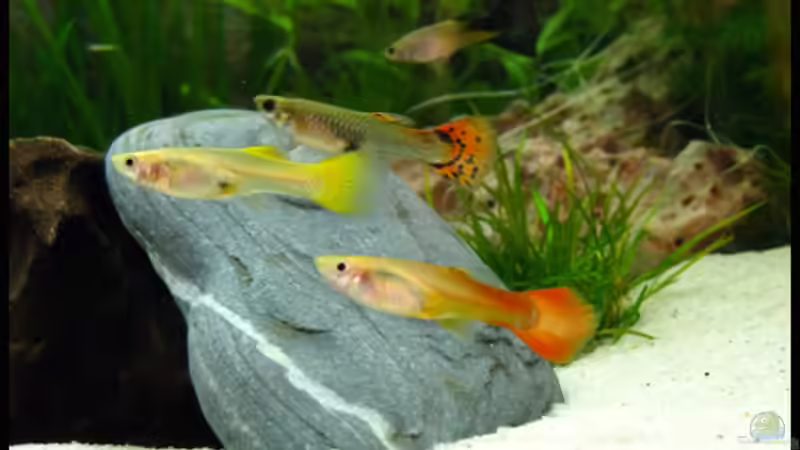 Besatz im Aquarium Gesellschaft auf 84l von schlagsahne (16)