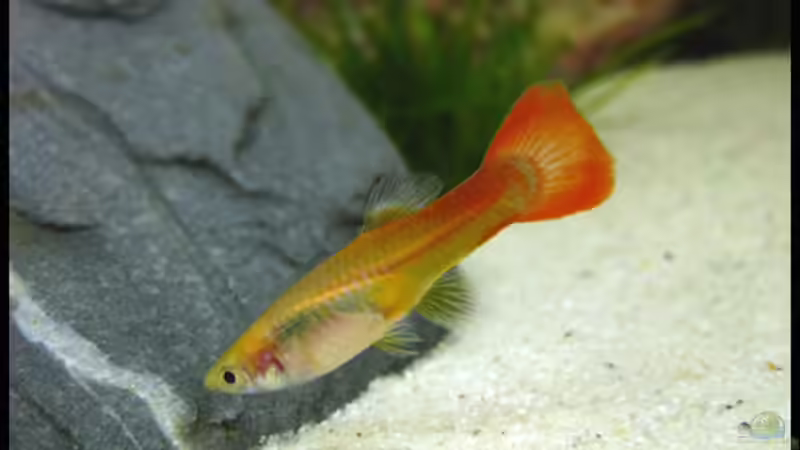 Besatz im Aquarium Gesellschaft auf 84l von schlagsahne (17)