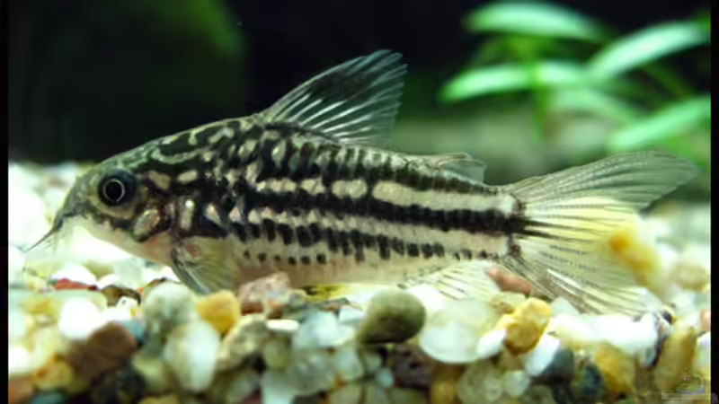 Besatz im Aquarium Gesellschaft auf 84l von schlagsahne (18)