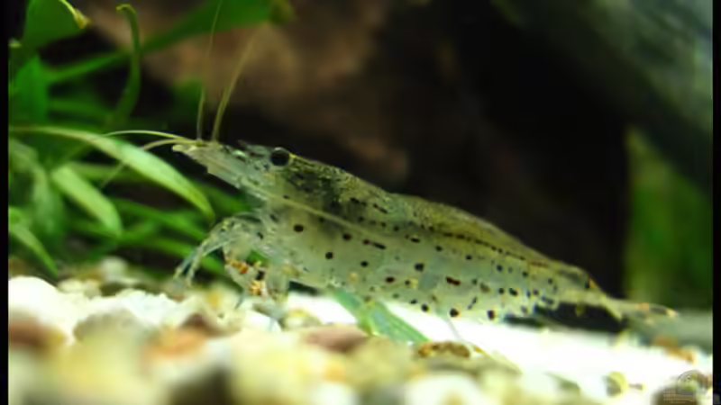 Besatz im Aquarium Gesellschaft auf 84l von schlagsahne (2)