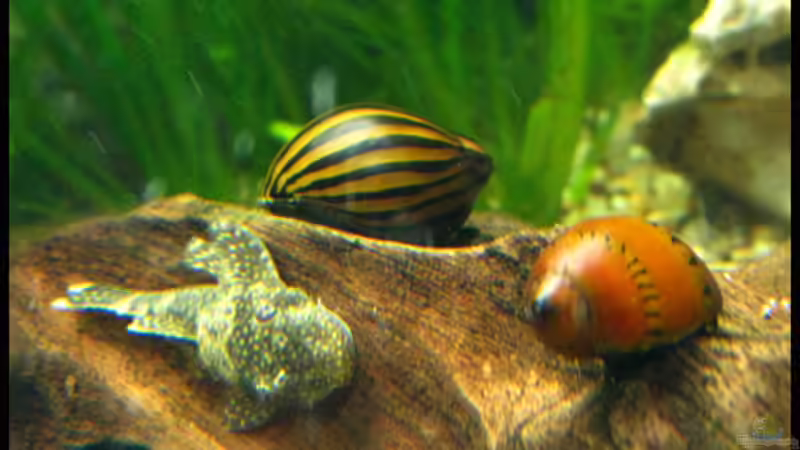 Besatz im Aquarium Gesellschaft auf 84l von schlagsahne (20)