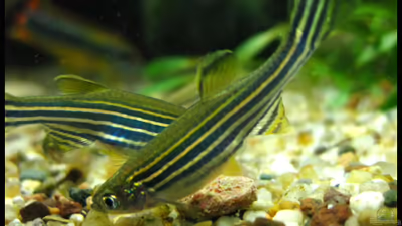 Besatz im Aquarium Gesellschaft auf 84l von schlagsahne (21)