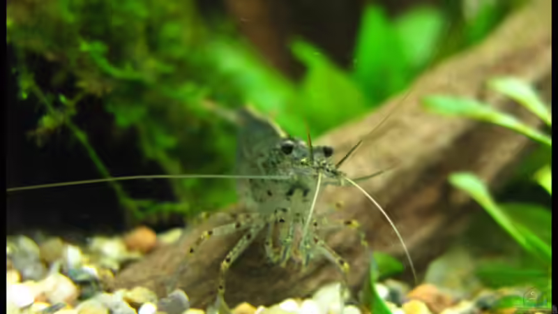 Besatz im Aquarium Gesellschaft auf 84l von schlagsahne (3)