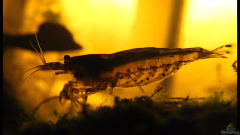 Besatz im Aquarium Gesellschaft auf 84l von schlagsahne (4)