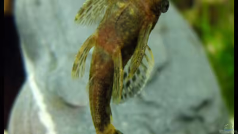 Besatz im Aquarium Gesellschaft auf 84l von schlagsahne (7)