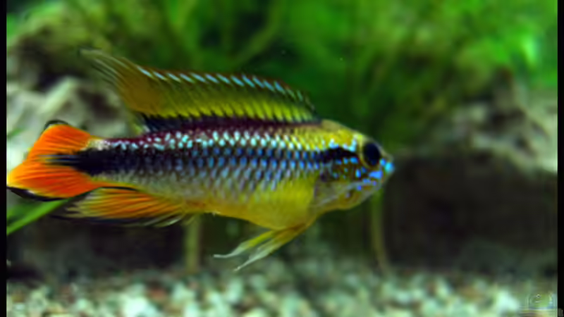 Besatz im Aquarium Gesellschaft auf 84l von schlagsahne (8)