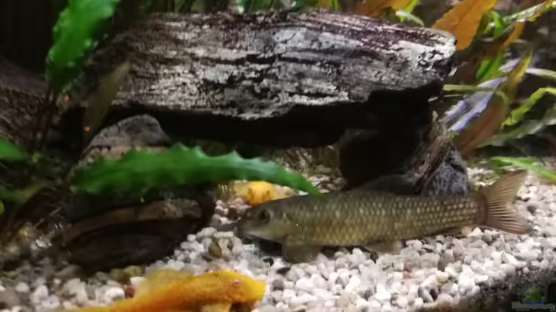 Besatz im Aquarium Gesellschaft auf dem Weg nach Südamerika von Padrona (4)