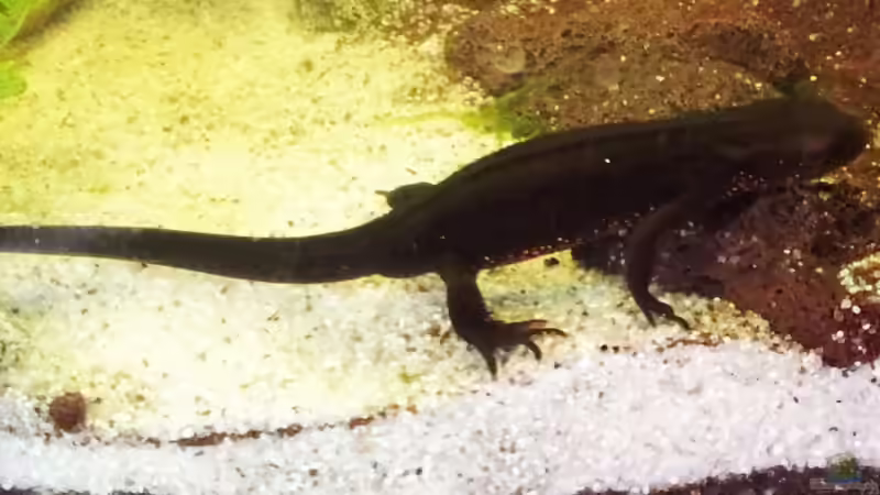 Besatz im Aquarium Gesellschafts&quot;aquaterra&quot; von Wensday (7)