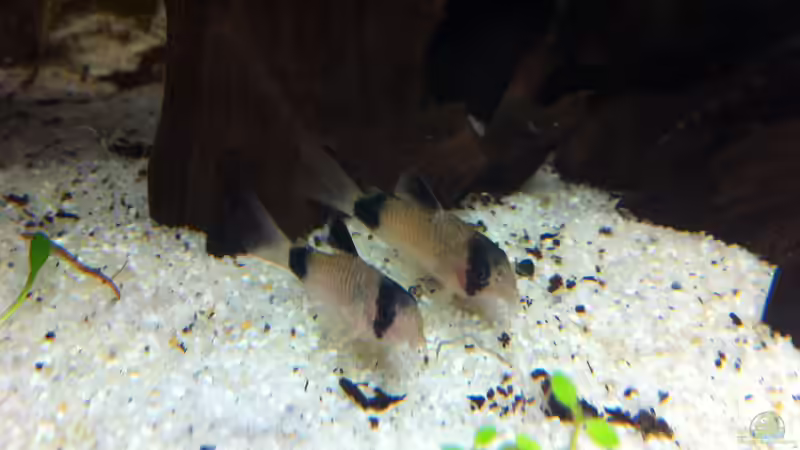 Besatz im Aquarium Gesellschaftsbecken 116 Liter von Thomas Limberg (3)