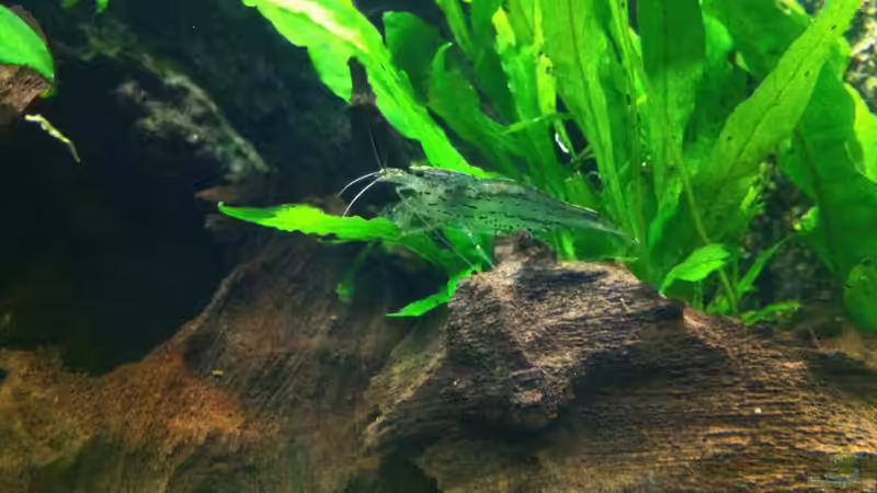 Besatz im Aquarium Gesellschaftsbecken 116 Liter von Thomas Limberg (4)