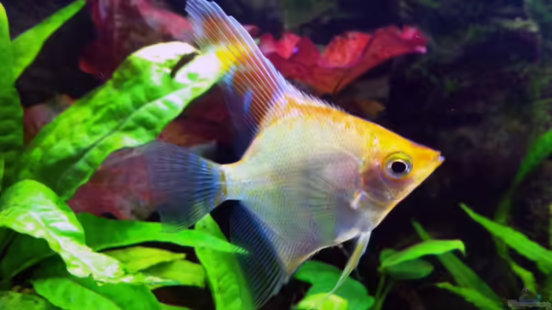 Besatz im Aquarium Gesellschaftsbecken 116 Liter von Thomas Limberg (5)