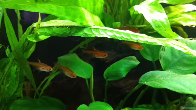 Besatz im Aquarium Gesellschaftsbecken 116 Liter von Thomas Limberg (6)