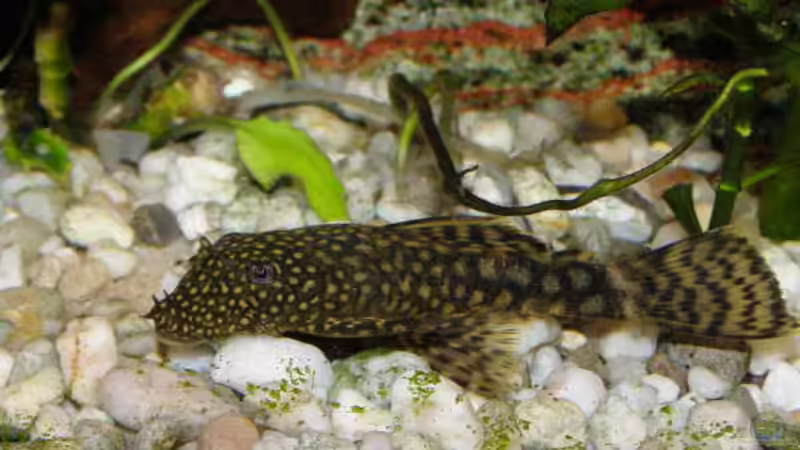 Besatz im Aquarium Gesellschaftsbecken 16157 von SeLo (15)