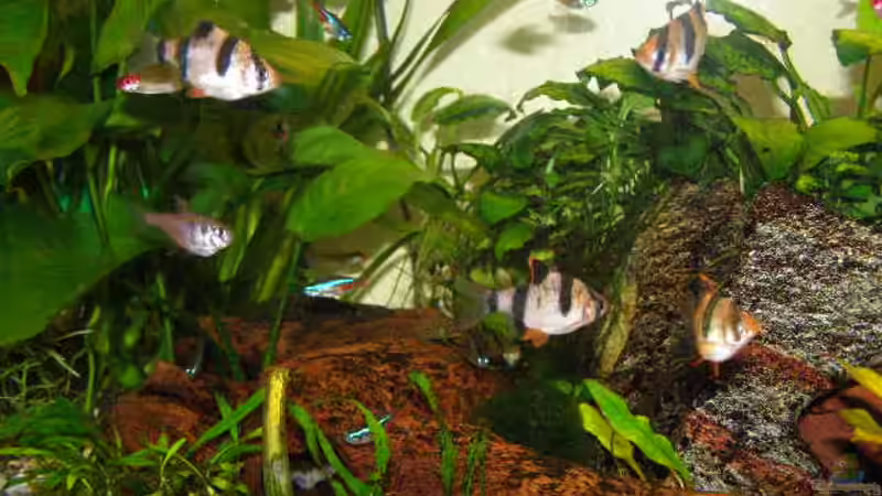 Besatz im Aquarium Gesellschaftsbecken 16157 von SeLo (16)