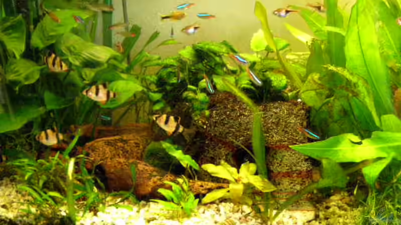 Besatz im Aquarium Gesellschaftsbecken 16157 von SeLo (18)