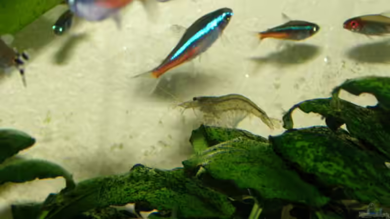 Besatz im Aquarium Gesellschaftsbecken 16157 von SeLo (20)