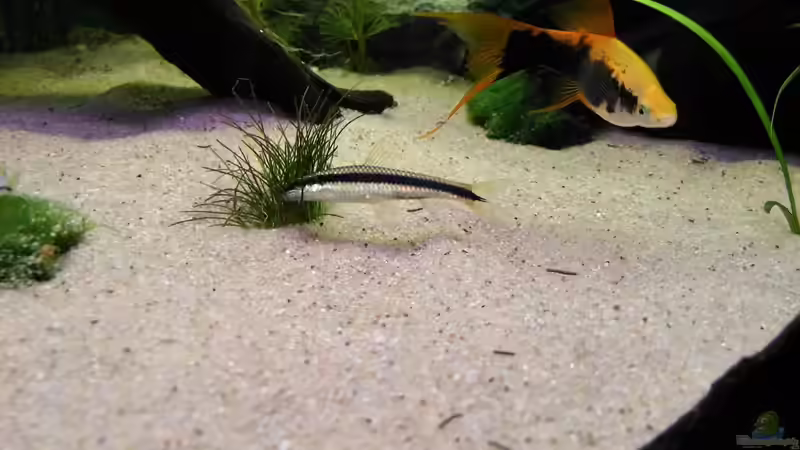 Besatz im Aquarium Gesellschaftsbecken 200 Liter von tobi2201 (13)