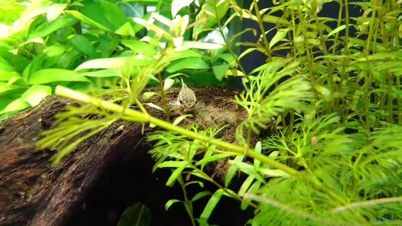 Besatz im Aquarium Gesellschaftsbecken 200 Liter von tobi2201 (14)