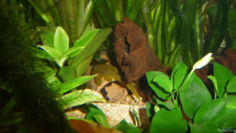 Besatz im Aquarium Gesellschaftsbecken Amazonas/Kongo von Hot Chili (14)