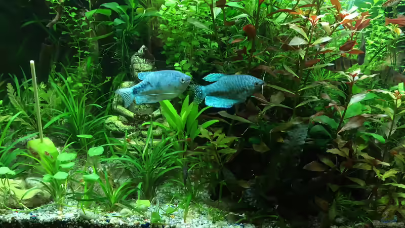 Besatz im Aquarium Gesellschaftsbecken Asia Style von Christian Bernreiter (37)