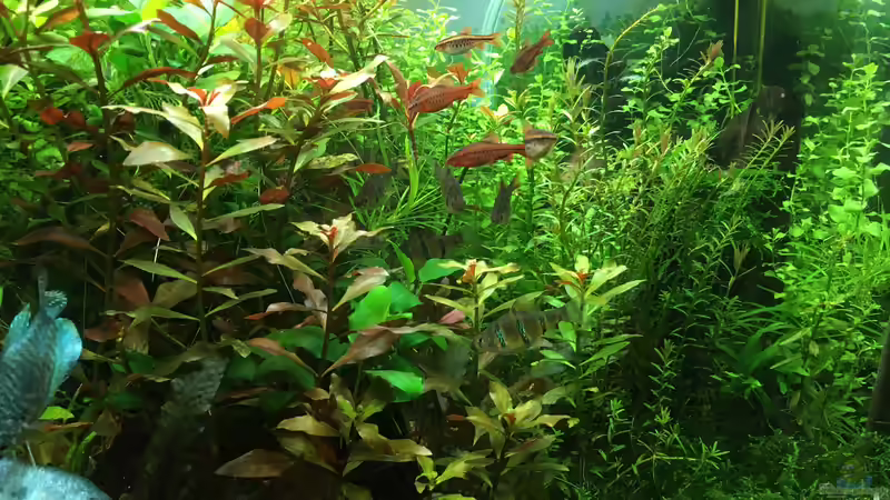 Besatz im Aquarium Gesellschaftsbecken Asia Style von Christian Bernreiter (38)