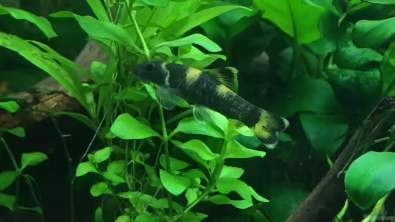 Besatz im Aquarium Gesellschaftsbecken Asia Style von Christian Bernreiter (39)