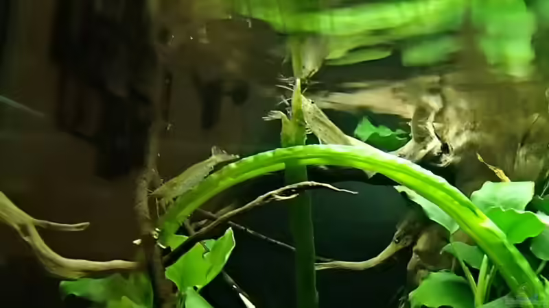 Besatz im Aquarium Gesellschaftsbecken mit Hang zum Westafrikaflair von Pflanzennarr (61)