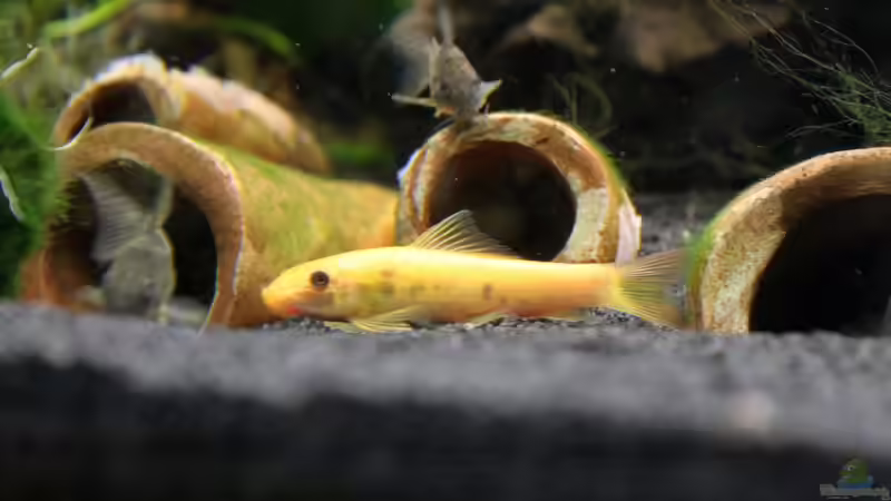 Besatz im Aquarium Gesellschaftsbecken mit LED-Beleuchtung von GothRiderz (13)