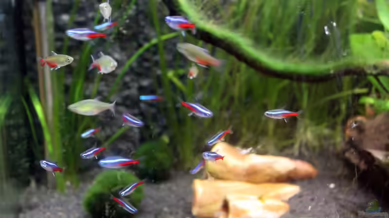 Besatz im Aquarium Gesellschaftsbecken mit LED-Beleuchtung von GothRiderz (16)