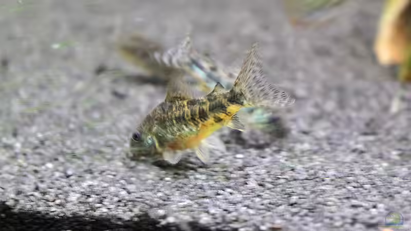 Besatz im Aquarium Gesellschaftsbecken mit LED-Beleuchtung von GothRiderz (18)