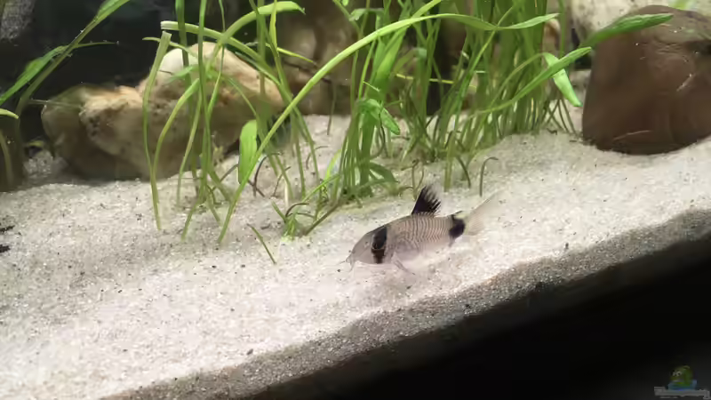 Besatz im Aquarium Gesellschaftsbecken Raumteiler von Maji (10)