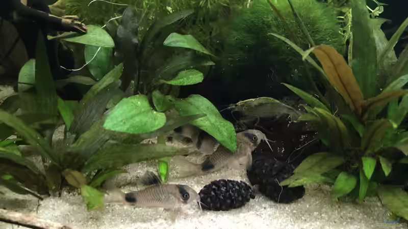 Besatz im Aquarium Gesellschaftsbecken Raumteiler von Maji (12)